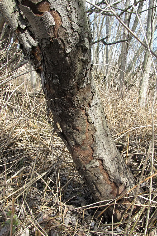 Изображение особи Salix myrsinifolia.