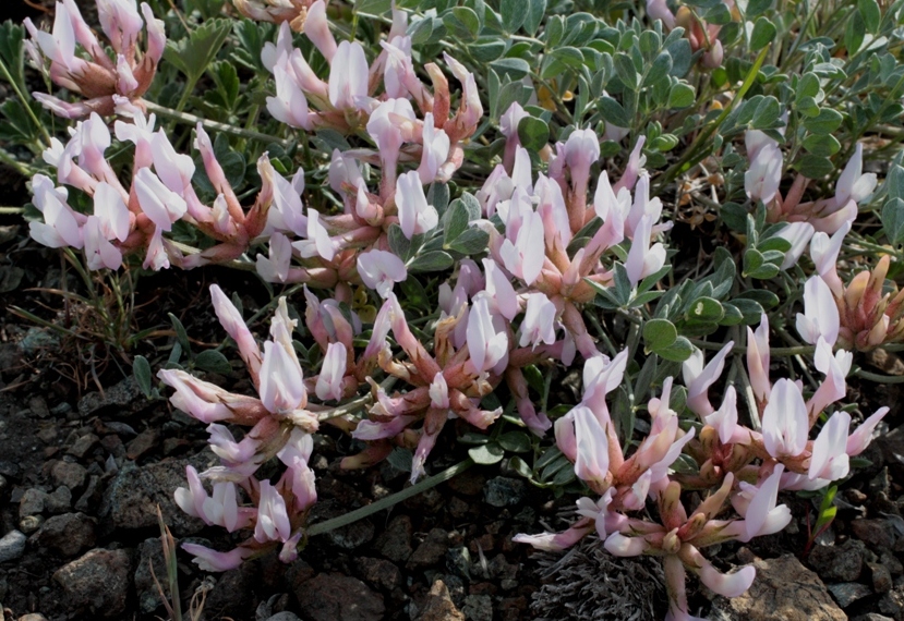 Image of Astragalus helmii ssp. tergeminus specimen.