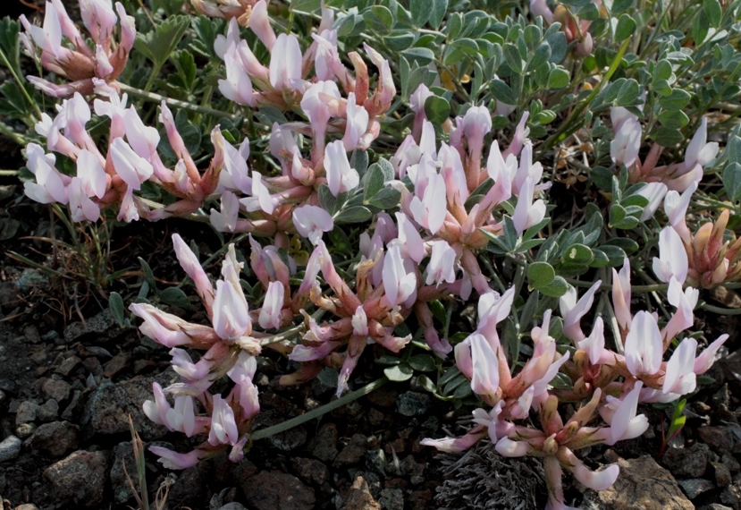 Изображение особи Astragalus helmii ssp. tergeminus.