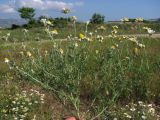 Anthemis ruthenica. Выкопанное цветущее растение. Крым, Балаклава, сорное на винограднике. 27 мая 2012 г.