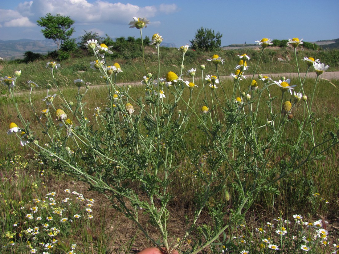 Image of Anthemis ruthenica specimen.