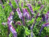 Vicia villosa. Цветущее растение. Украина, Черкасская обл., Каневский р-н, региональный ландшафтный парк \"Трахтемиров\", остепнённый участок. 26 мая 2012 г.