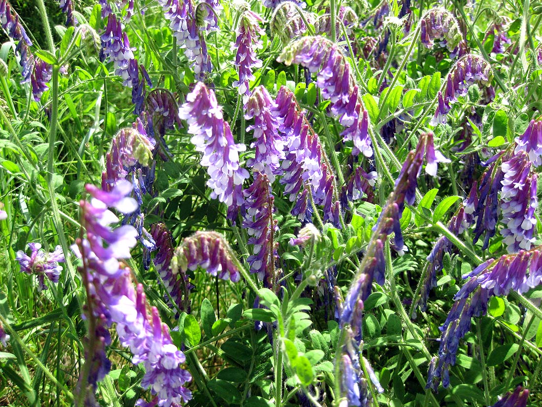 Image of Vicia villosa specimen.