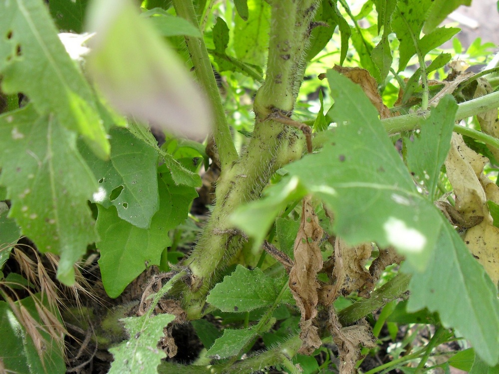 Image of Sisymbrium loeselii specimen.