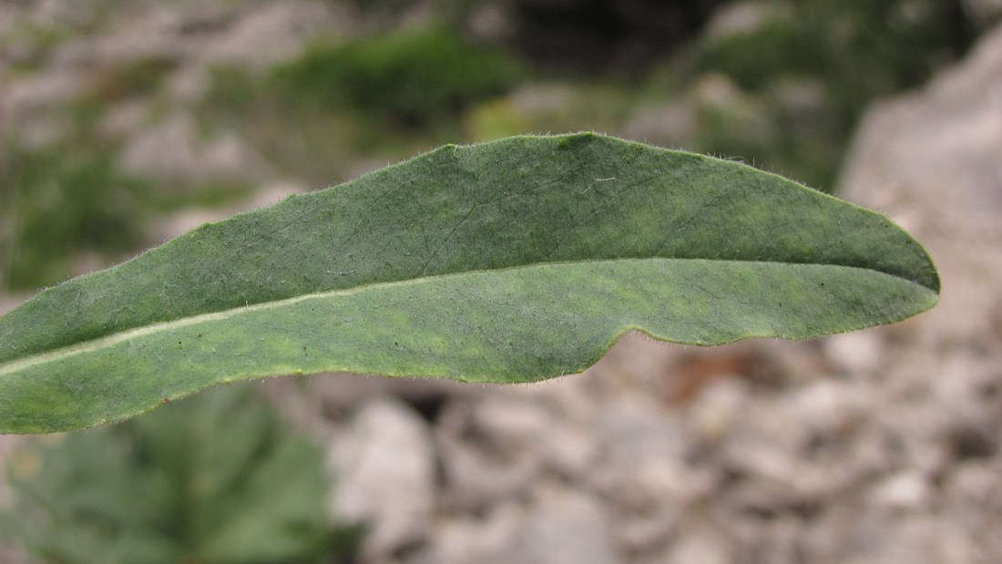 Image of Pilosella echioides specimen.