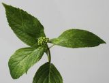 Hydrangea macrophylla