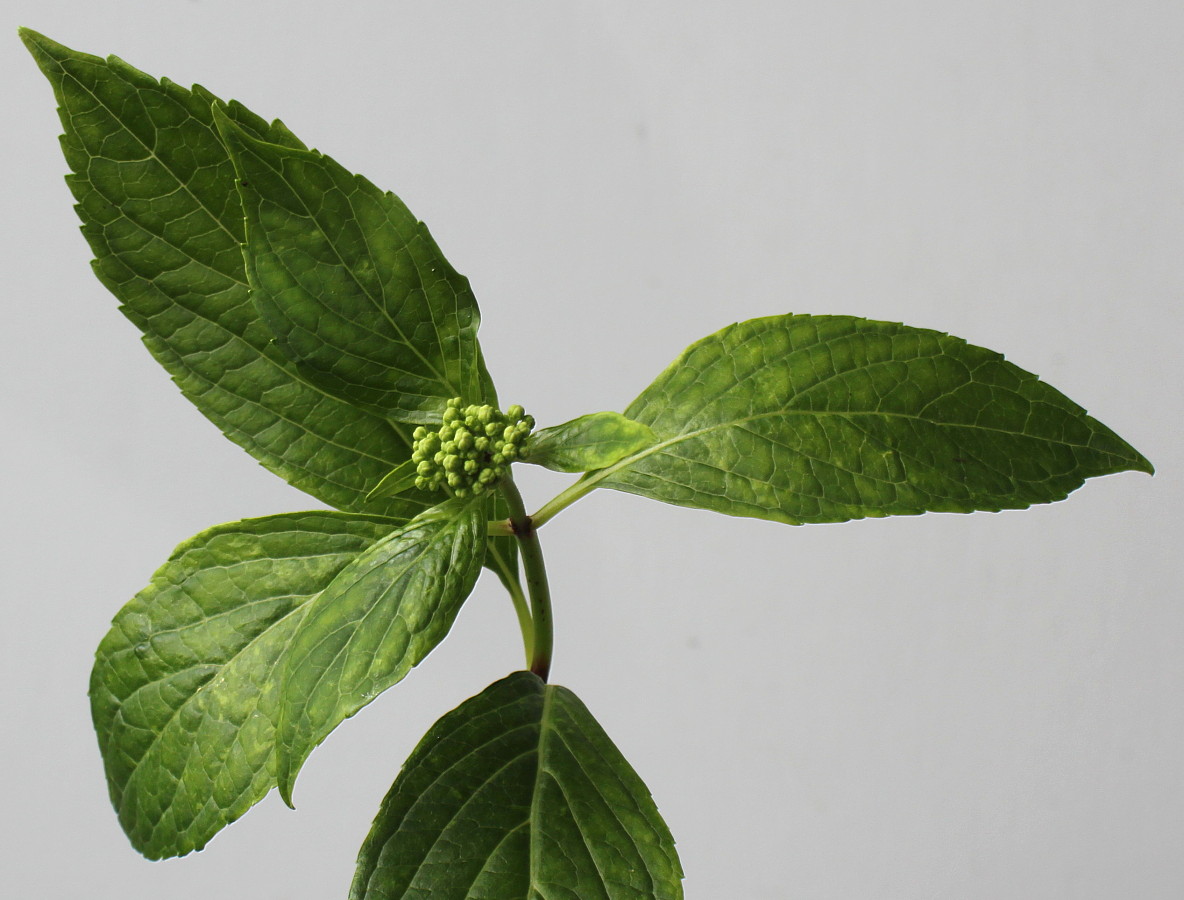 Image of Hydrangea macrophylla specimen.