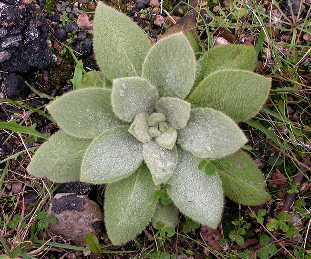 Изображение особи Verbascum thapsus.