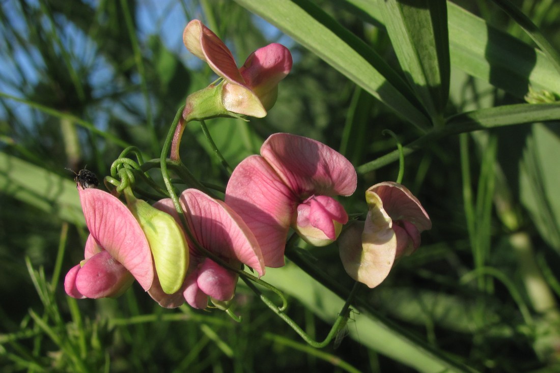 Изображение особи Lathyrus sylvestris.