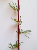 Artemisia campestris. Часть стебля с листьями. Московская обл., Лотошинский р-н, окр. дер. Савостино. 08.07.2012.