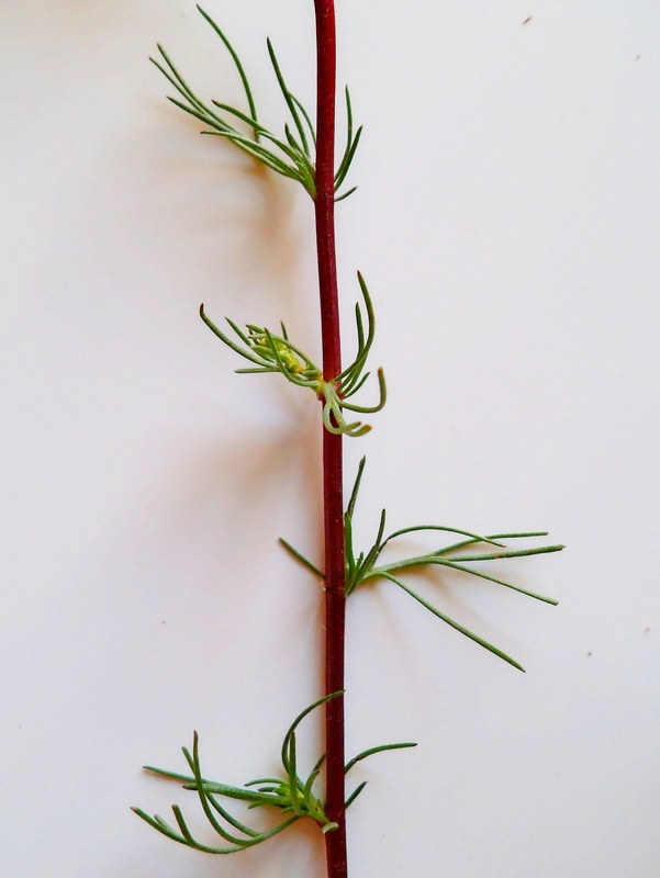 Image of Artemisia campestris specimen.
