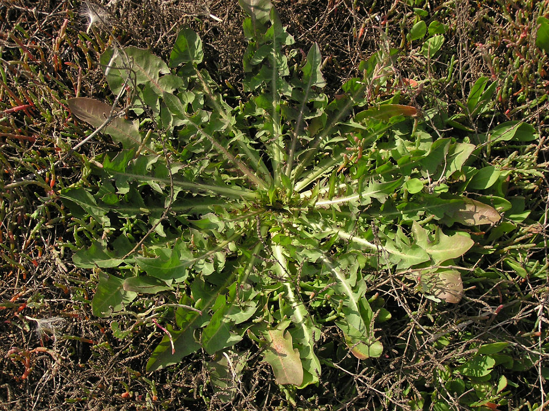 Изображение особи Taraxacum bessarabicum.