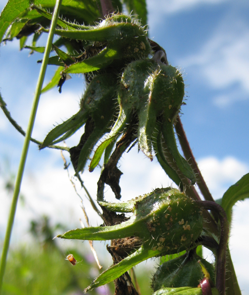 Image of Campanula trachelium specimen.