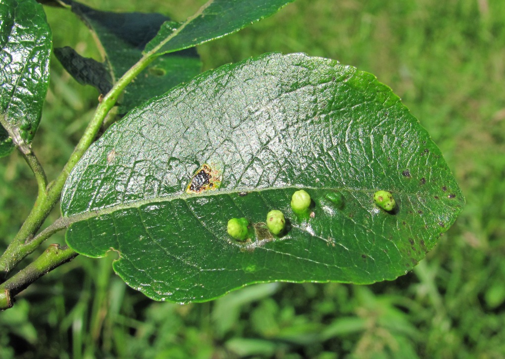 Изображение особи Salix myrsinifolia.