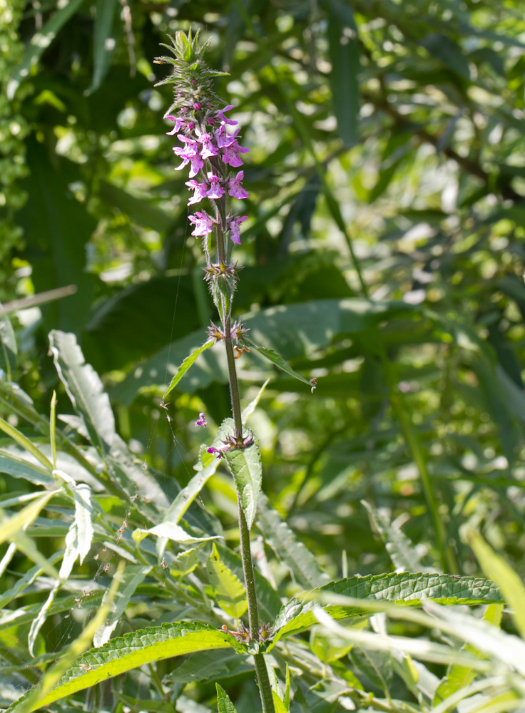 Изображение особи Stachys palustris.