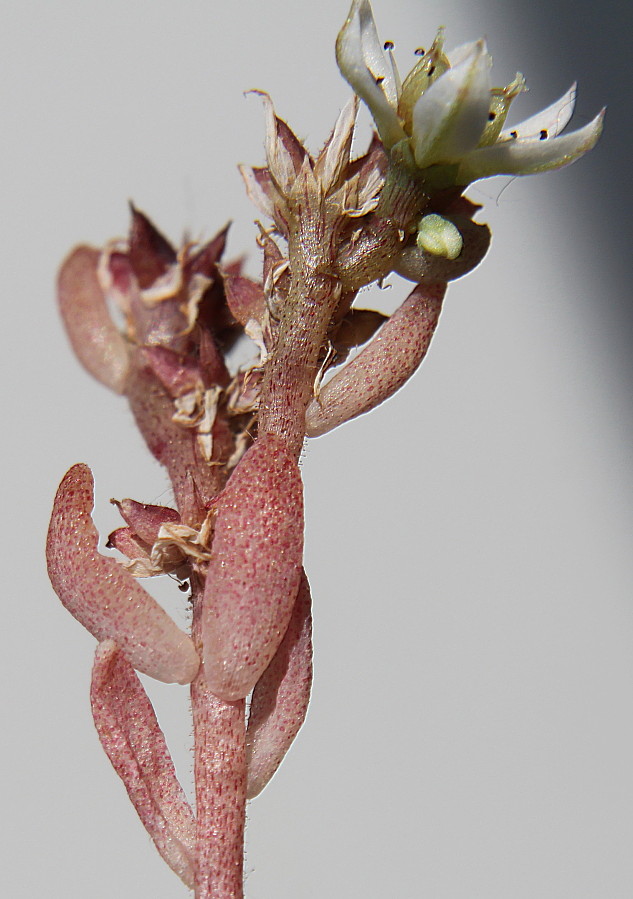 Изображение особи Sedum hispanicum.