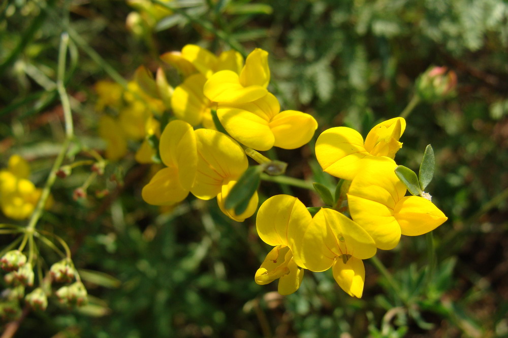 Изображение особи Lotus corniculatus.