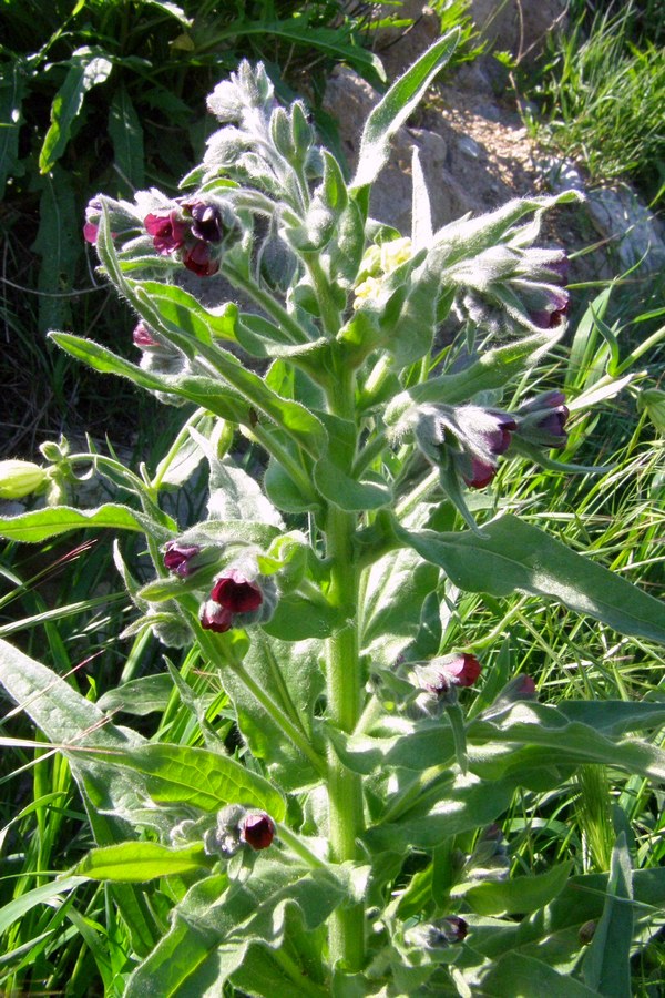 Изображение особи Cynoglossum officinale.