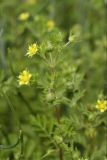 Potentilla supina. Верхушка растения с соцветием. Южный Казахстан, правобережье Сыр-Дарьи выше устья Арыси. 29.05.2012.