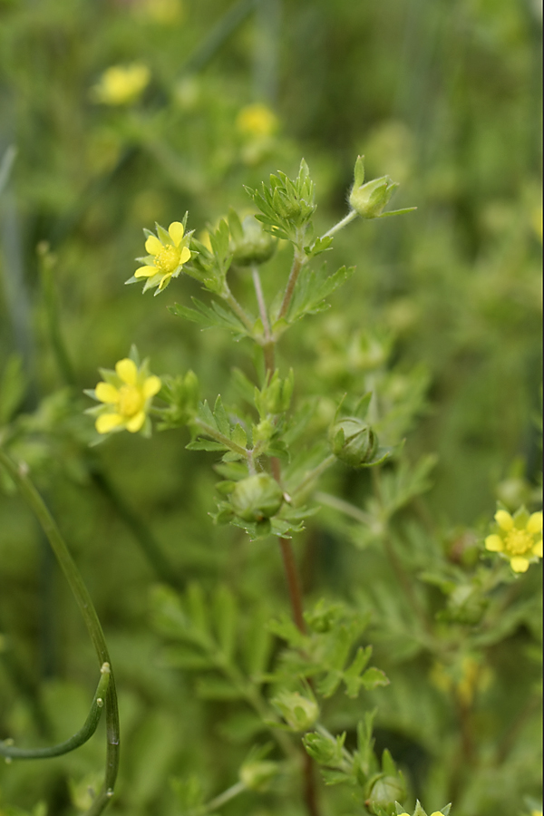 Изображение особи Potentilla supina.