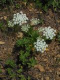 Kitagawia terebinthacea. Цветущее растение на каменистой вершине. Приморский край, г. Находка. 15.09.2012.