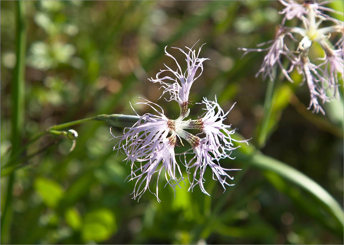 Изображение особи Dianthus superbus.