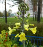 Brassica oleracea разновидность viridis. Соцветие. Подмосковье, г. Одинцово, клумба. Октябрь 2012 г.