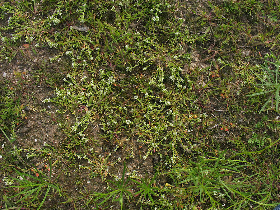 Image of Corrigiola litoralis specimen.