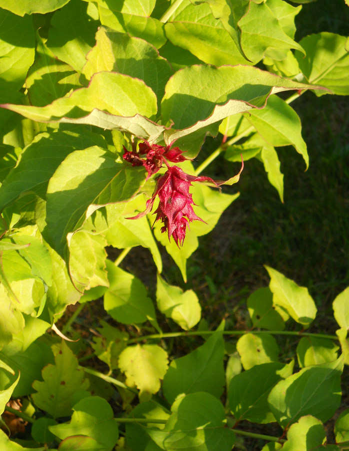 Изображение особи Leycesteria formosa.