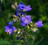 Polemonium caeruleum