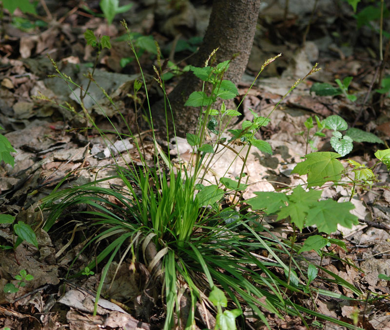 Image of Carex digitata specimen.