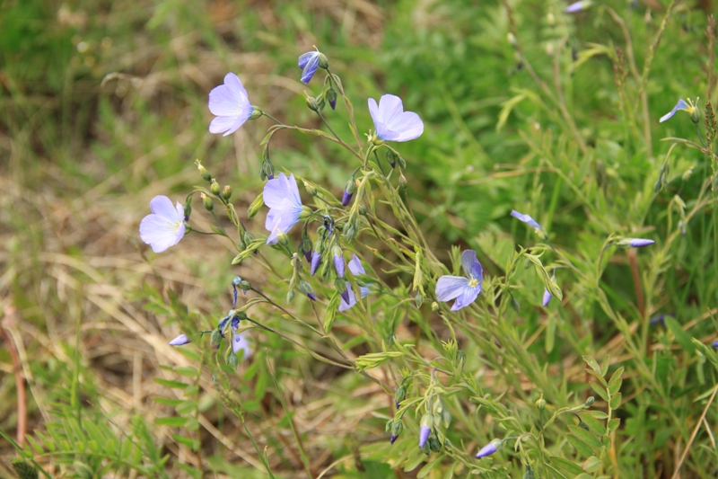 Image of Linum baicalense specimen.
