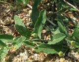 genus Convolvulus