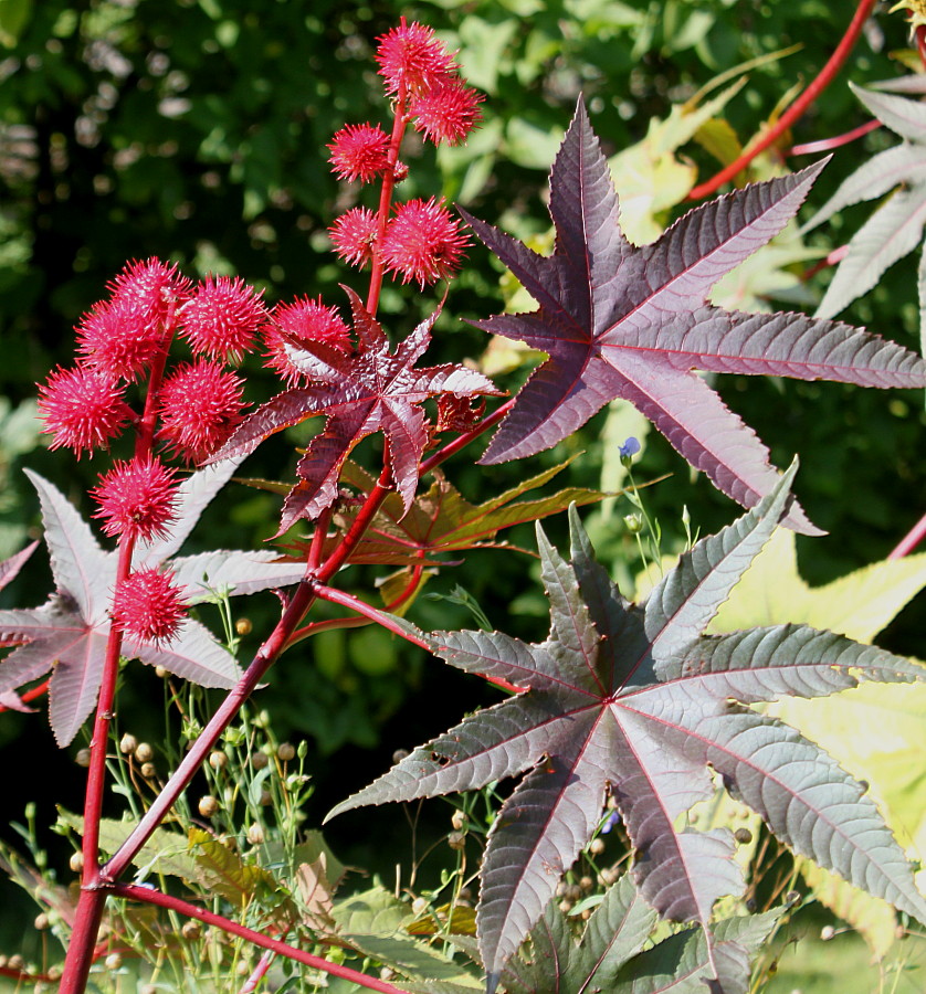 Изображение особи Ricinus communis.