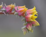 Echeveria pumila var. glauca