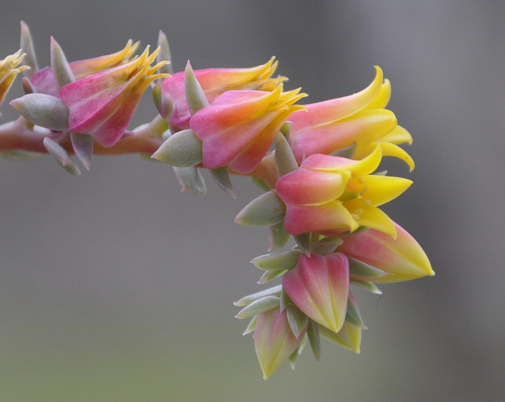 Изображение особи Echeveria pumila var. glauca.