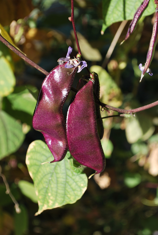 Image of Dolichos purpureus specimen.