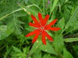 Lychnis fulgens. Цветок. Забайкальский край, Газ-Заводской р-н, богаторазнотравный пойменный луг. 09.07.2010.