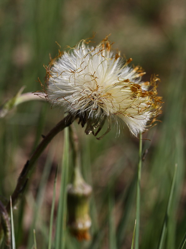 Image of Tussilago farfara specimen.