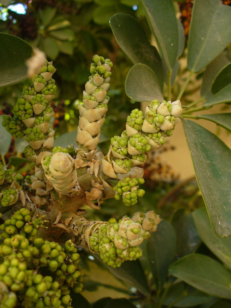 Image of Heptapleurum arboricola specimen.