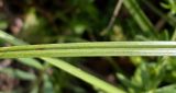 Carex otrubae