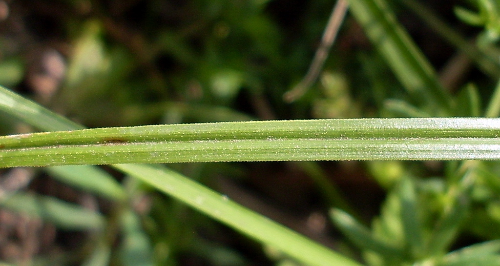 Image of Carex otrubae specimen.