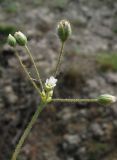 Holosteum umbellatum