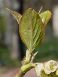 Stachyurus praecox