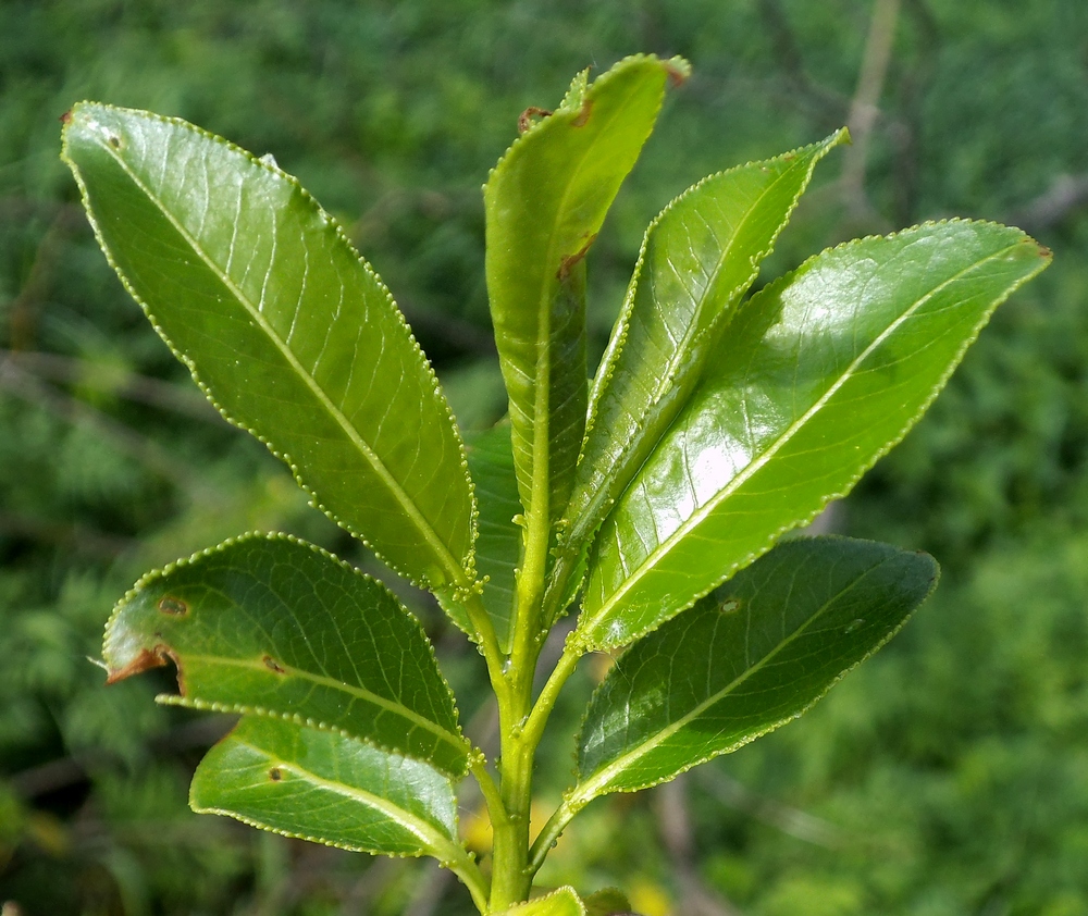 Image of Salix pentandra specimen.