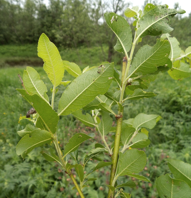 Image of Salix myrsinifolia specimen.