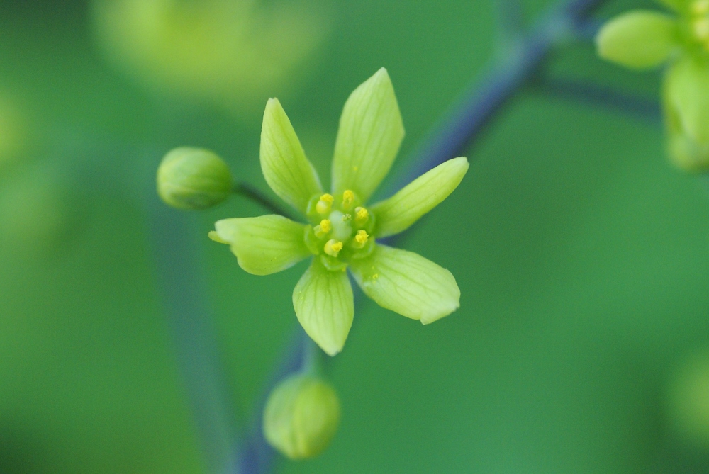 Image of Caulophyllum robustum specimen.