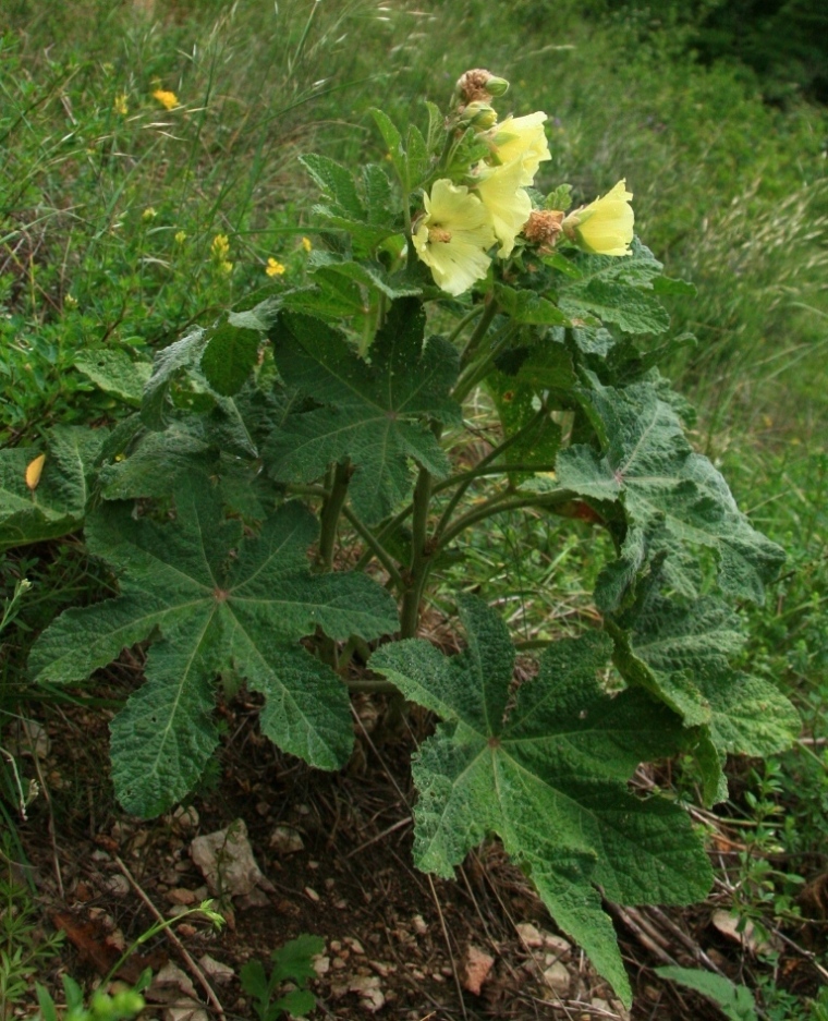 Изображение особи Alcea rugosa.