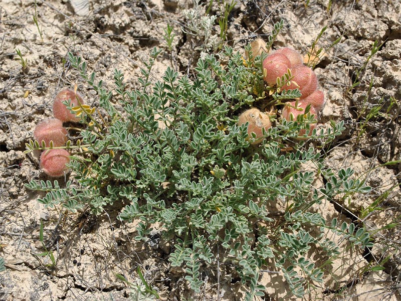 Изображение особи Astragalus biebersteinii.