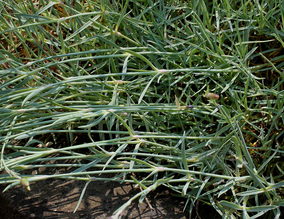 Image of Dianthus noeanus specimen.